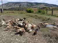Turkeys — फ़ोटो 2