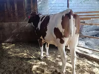 Kuh, Latvian Blue cattle — Foto 1