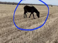 Stute, Horse breed — Foto 6