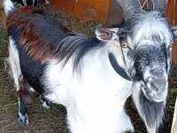 Ziegenbock, Alpine goat — Foto 2