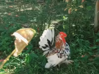 Yapon Bantam — 1-rasm