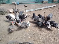 Chickens — फ़ोटो 5