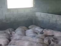 Schweine (Partie, Geschlecht nicht angegeben), Schweine — Foto 3