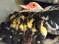 Ducks — الصورة 1