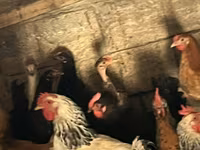 Chickens — Foto 3