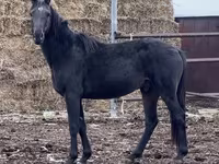公马, Kazakh horse — 照片 2