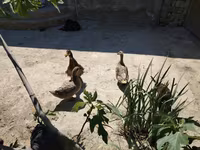 Ducks — foto 1