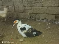 Ducks — Foto 2