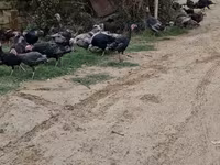Turkeys — फ़ोटो 6