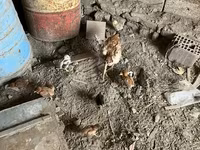 Chickens — फ़ोटो 3