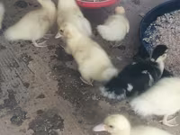 Ducks — Foto 3