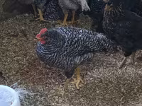 Chickens — Foto 1