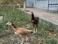 Chickens — الصورة 4