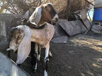 تيس, Nubian Goat — الصورة 2