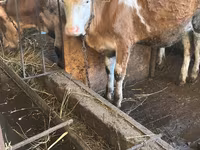 Vaca, Simmental cattle — foto 4