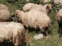Sheep (batch, sex not specified), Sheep — photo 2