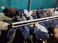 मेढ़ा, भेड़ — फ़ोटो 2