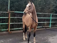 Stute, Akhal-Teke — Foto 5