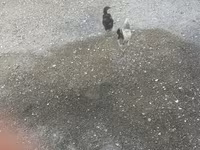 Chickens — फ़ोटो 4