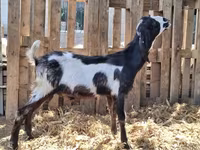 تيس, Kamori goats — الصورة 1