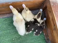 Ducks — Foto 2