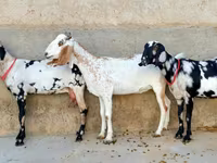 Коза, Beetal goats — фото 2