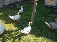Ducks — 8-сурет
