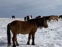 At, Mugalzhar horse — foto 8