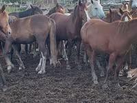 Madyan, Horse breed — foto 3