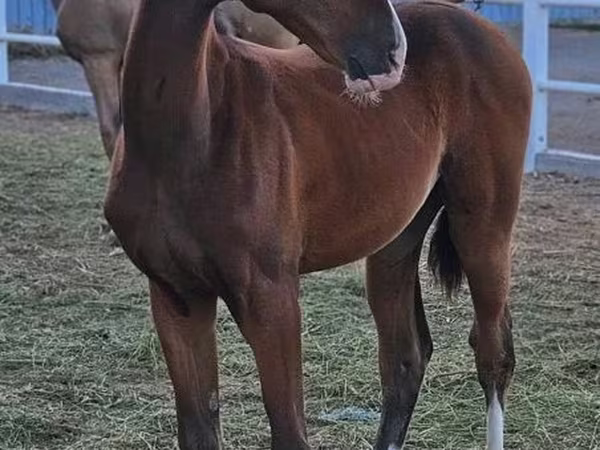 Hengst, Akhal-Teke