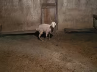 Widder, Schafe — Foto 1