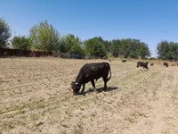 Bull, Swiss cattle — photo 1