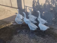 Geese — foto 1