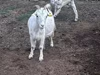 Cabra, Cabras — foto 4
