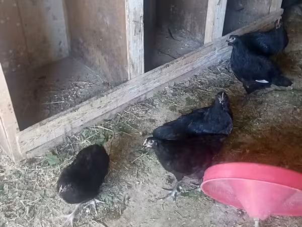 Аустралорп