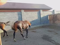 Caballo, Kazakh horse — foto 3