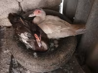 डोमेस्टिक मस्कोवी — फ़ोटो 1