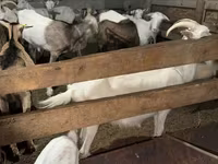 Ziege, Saanen goat — Foto 4