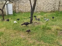 Turkeys — 1-rasm
