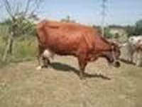 गाय, Latvian Blue cattle — फ़ोटो 7