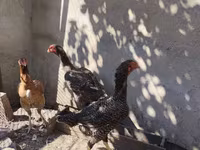 Chickens — Foto 3