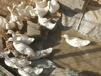 Ducks — फ़ोटो 2