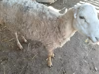 Qoʻchqor, Karakul sheep — 2-rasm
