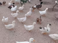 Ducks — الصورة 1
