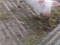 Eber, Schweine — Foto 2