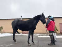 Stute, Akhal-Teke — Foto 2