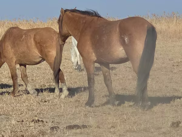 حصان, Mugalzhar horse