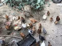 Chickens — फ़ोटो 3
