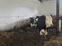 بقرة, Russian Black pied cattle — الصورة 2