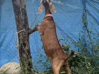 Cabro, Nubian Goat — foto 2